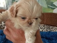 İmperyal Pekinez Köpeği Yavrularımız