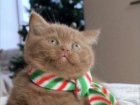 Pop Star Chocolate British Shorthair Yavrumuz