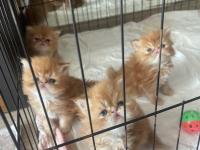 Garfield egzotic yavru kediler