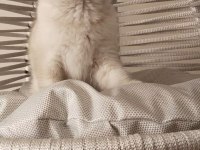 İki Buçuk Aylık Dişi Ve Erkek Yavru Kedimiz