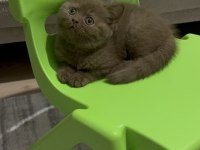 Cinnemon Fawn British Shorthair Yavrularımız