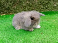 1 Aylık Gri Hollanda Teddy Lop Tavşan