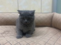 K9 Avrupa Çitliğinden Irk Ve Sağlık Garantili Brıtısh Ve Scottish Yavruları