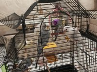 Muhabbet kuşu yavruları