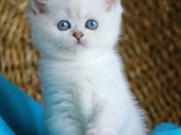A Kalite Blue Point Yavru Kediler