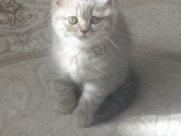 Bulunmaz Güzellikte Yavru Kedilerimiz Bakmaya Değer