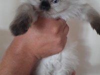 Blue Point Scottish-British Shorthair Yavrular Sahiplendirme