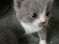 British Shorthair 40 Günlük