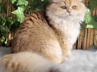 British longhair erkek açıklamayı okuyun
