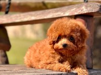 Poodle Çiftliğinden Micro Boy Poodle Yavrularımız
