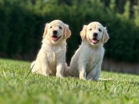 Safkan Golden Retriever Bebeklerimiz