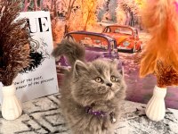 Show Kalitede Yavrular Yuva Arıyor