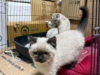 Sağlıklı Ve Bakımlı British Shorthair
