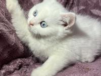 British Güzel Bebek