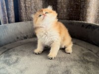 Show Kalite Ny11 Yavru Kediler