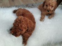 Orjinal Toy Poodle Yavrular