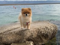 1 Yaşında Kadayıf Pomeranian İyi Aileden