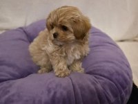 Mükemmel Tüy Yapısına Sahip Maltipoo Yavrularımız