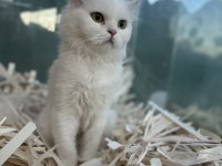 Muhteşem Gri Beyaz British Yavrular