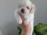 0 numara maltese yavrularımız