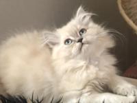 3 aylık yavru british longhair kediler