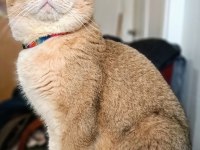 Gerçek Güzelliği Arayanlara Kedi Yavrularımız Rezerveye Açıldı