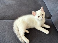 2 Aylık British Shorthair Kedisi