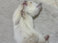 Tatlı Uysal British Bebişler