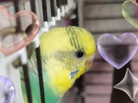 Sağlıklı Çift Muhabbet Kuşu Yumurtalı