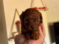Kore Kan Redbrown Poodle Bebekler