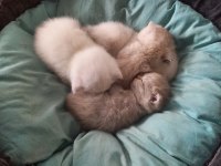 British shorthair bebekler