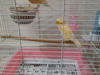 Bir Çift Muhabbet Kuşu İle Bir Çift Kanarya