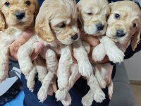 Son 2 dişi yavru amerikan cocker