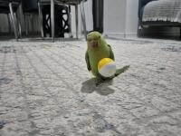 Yarı Evcil Pakistan Papağanım