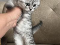 Safkan British Shorthair Ve Scottish Straight Yavrular