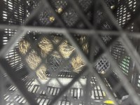 4 dişi ve 1 erkek bıldırcın