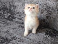 Miyavvvvv Ny11 Kedimiz