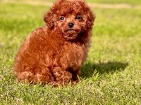 A Kalite Poodle Bebeklerimiz