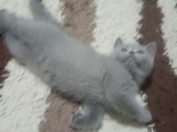 2 Aylık British Shorthair Dişi