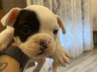 Maskeli tek maskeli french bulldog