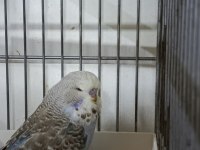 Mutasyon Üst Vasıf Show Muhabbet Kuşu Yavrular