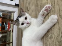 British sevimli yavru