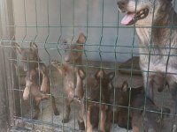 Sağlam Kan Belçika Malinois Yavruları