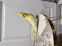 Sultan Papağanı Yavruları Sahiplendirilecek (₺)