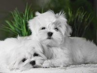Korean maltese terrier