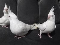 Beyaz Yavru Sultan Papağanları