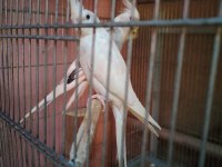 Yeni Yeme Düşen Sultan Papağanları