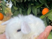 Teddy lop tavşanı yavrular mavi göz