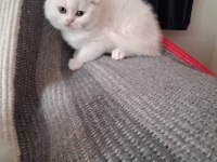 Sevgi Dolu British Longhair Bebekler Yeni Yuvalarını Arıyor