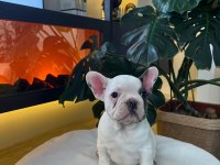 Egzotik French Bulldog Yavrularım Harika Renkler Ve Anatomiler